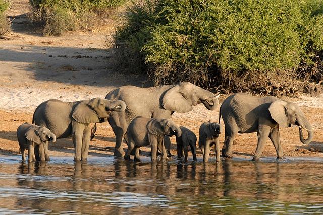 Botswana ⁤Hunting Revenues Surge Despite⁤ UK Opposition - Africa.com