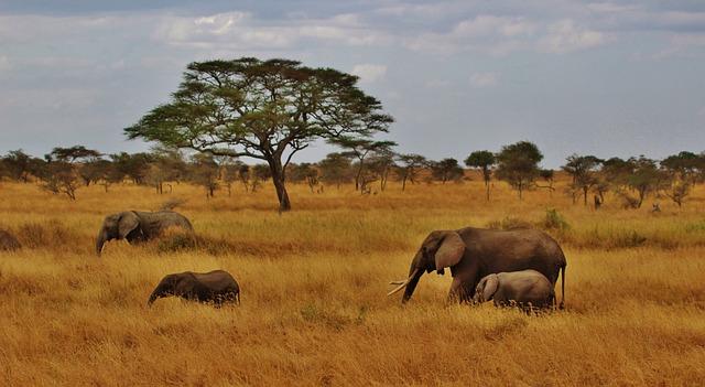 Exploring the Untamed Beauty of the Serengeti safaris