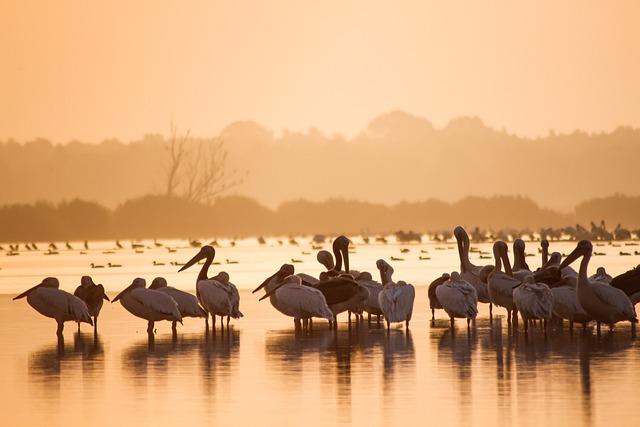 The Economic Benefits of sustainable Tourism for Wildlife⁣ Conservation