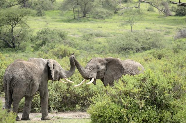 Exploring the Attractions of the Northern Safari Circuit