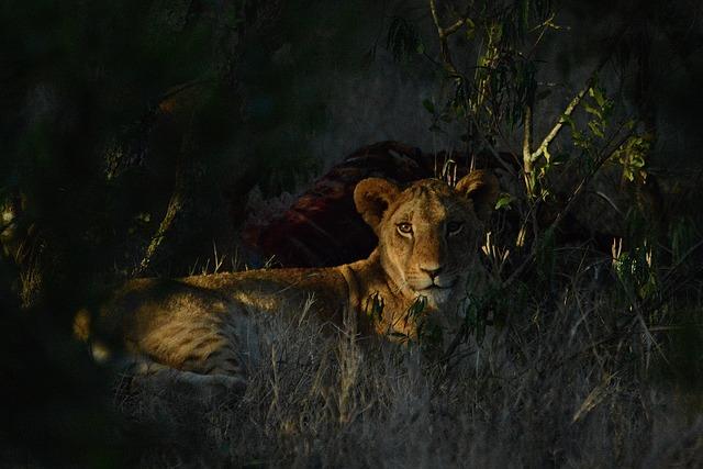 Creating a Legacy: How the Lionesses Inspire Future Generations