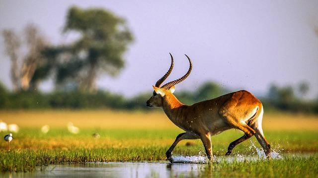 Understanding the Ecological‍ Importance of the Okavango Delta