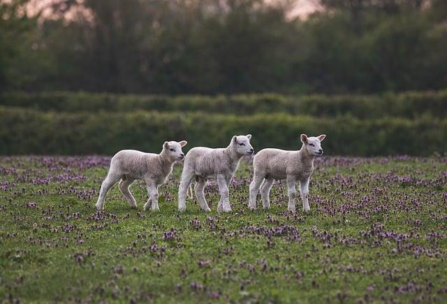 The Economic Context: Impact on American Farming and Labor