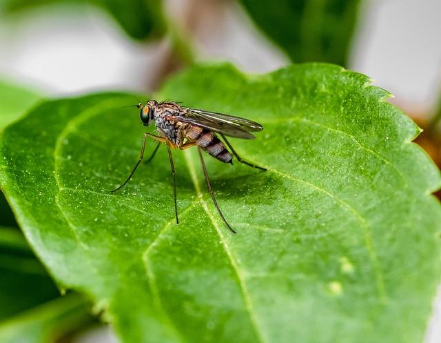 Factors Influencing the ⁤Presence ​of ⁤Malaria Vectors in Cabo Verde