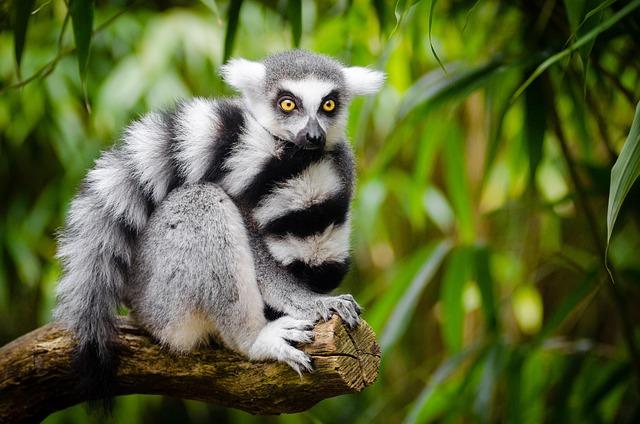 Encountering Madagascar’s Unique Lemurs in Their Natural Habitat