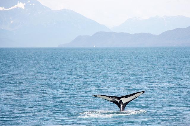 New Whale Research Center To Open In Hermanus South Africa - DeeperBlue.com