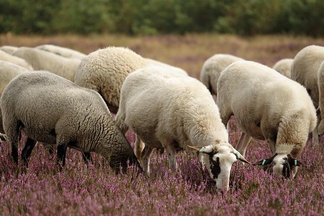 Exploring the Cultural Significance of Sheep Slaughter During Eid