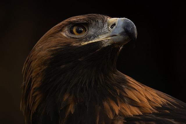 The Journey of Rehabilitation: Golden Eagle's Recovery Process