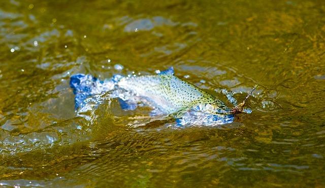 The Rise of Africa's Largest Trout Farm and Its economic Promises