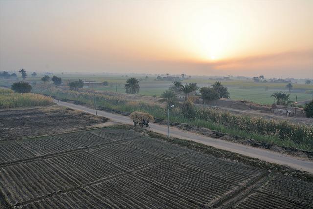 The Future of Agriculture in Egypt: Strategies for Growth and Sustainability