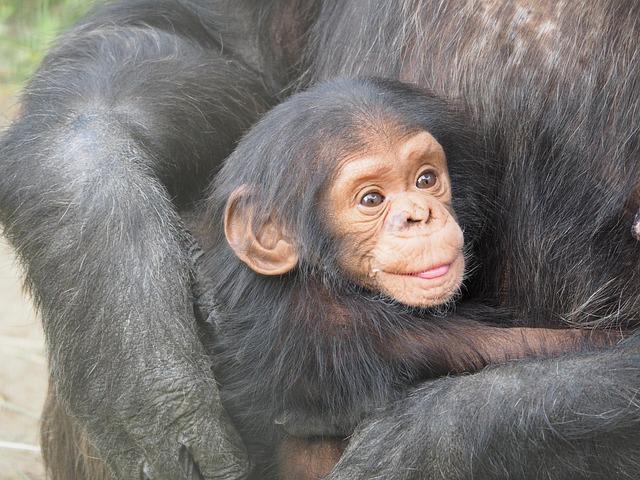 Impact on World heritage Status of Chimpanzee Reserve