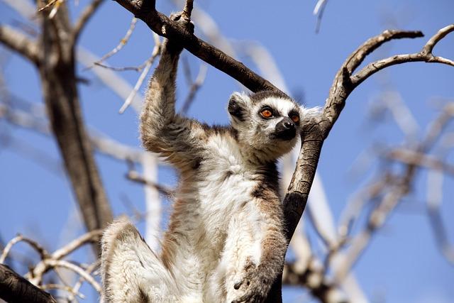 Encountering Endemic⁣ Wildlife: Lemurs and Chameleons in Their Natural Habitat