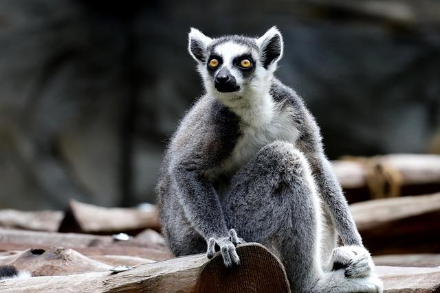 Lemurs: The Charming Endemic Species at risk of Being Overlooked