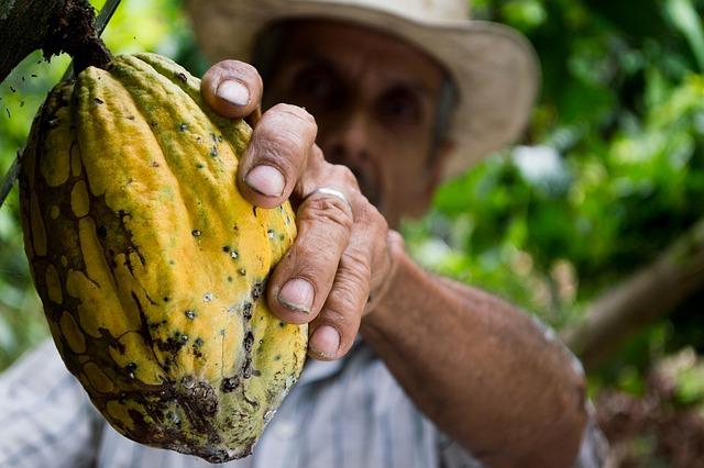 Ivorian cocoa farmers ‘barely survive’ while chocolate ‍company profits soar - Al Jazeera English