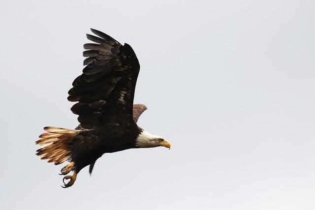 Tracking Techniques: How Modern Science Aids in Bird Conservation