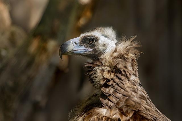 Understanding the Ecological Importance of Hooded Vultures in African Ecosystems