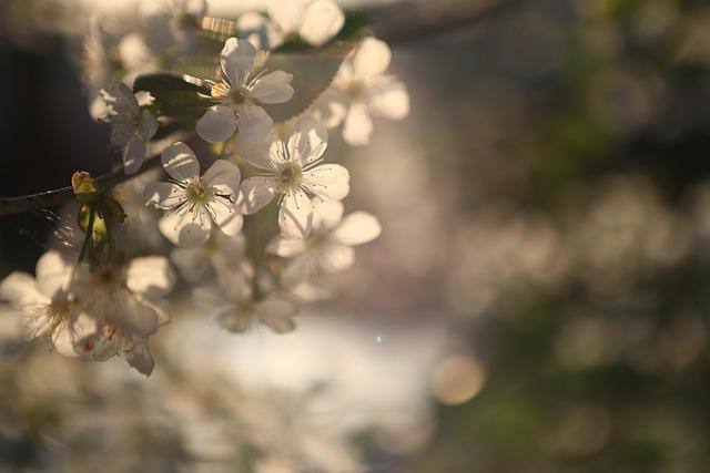 Practical Applications for Botanists and Ecologists