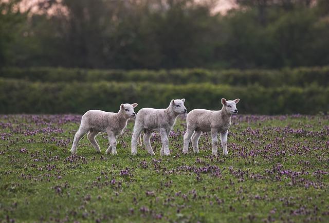 The Challenges of Scaling ⁢Up Modern ​Farming Techniques