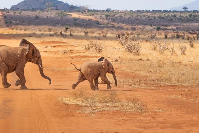 Kenya's new Travel Policy: A Game Changer for African Tourists