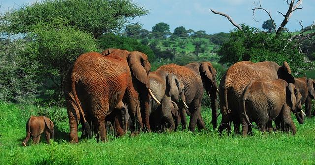 Cameroon’s Bouba Ndjidda National Park Is a beacon of Hope for the lion in Central Africa - WCS Newsroom