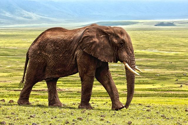 The Decision to Cull Elephants: Balancing Conservation and Human Needs