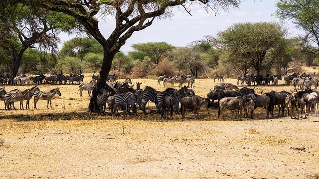 Understanding the Landscape of migration in Northern Africa