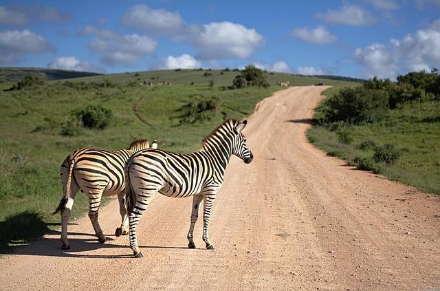 The historical reality of land ownership in South Africa amid Trump’s criticisms - PBS NewsHour