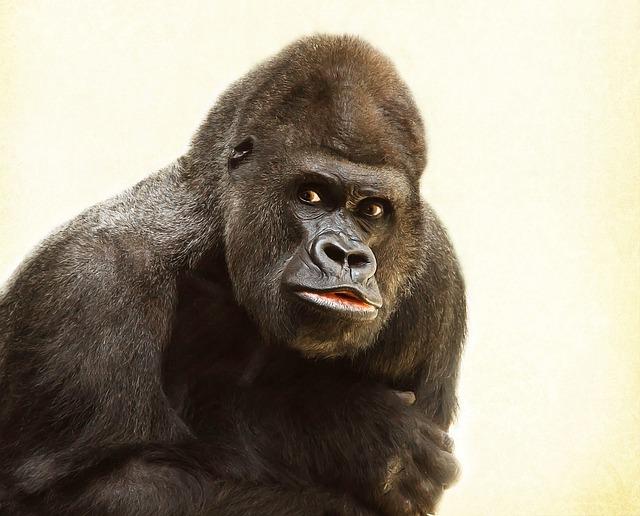 Gorillas to volcanic craters: Africa’s most unusual wildlife adventures – The Times of India
