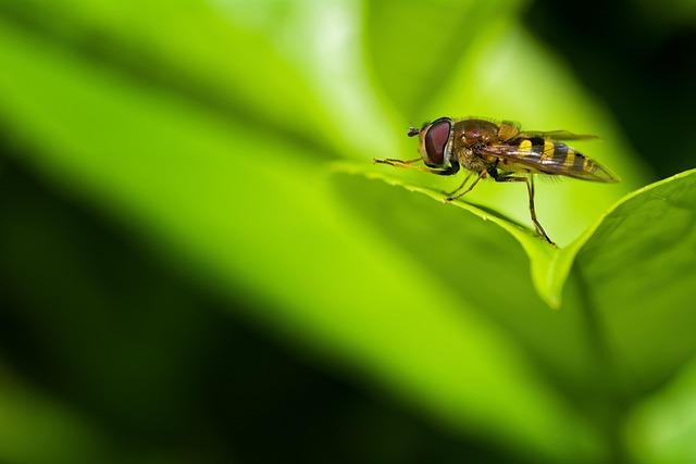 Elusive Species Documented: A Breakthrough in Congo's Biodiversity Research