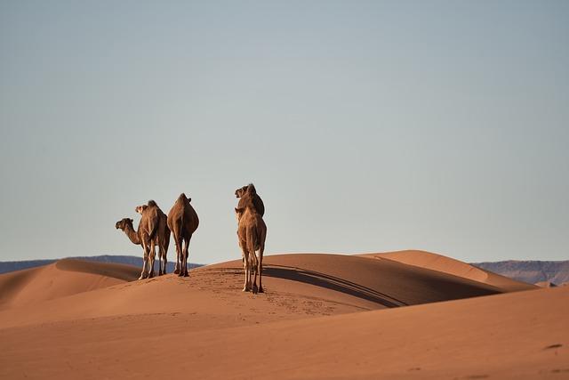 Exploring the Role of Bank of Africa Morocco in Enhancing Regional Trade networks