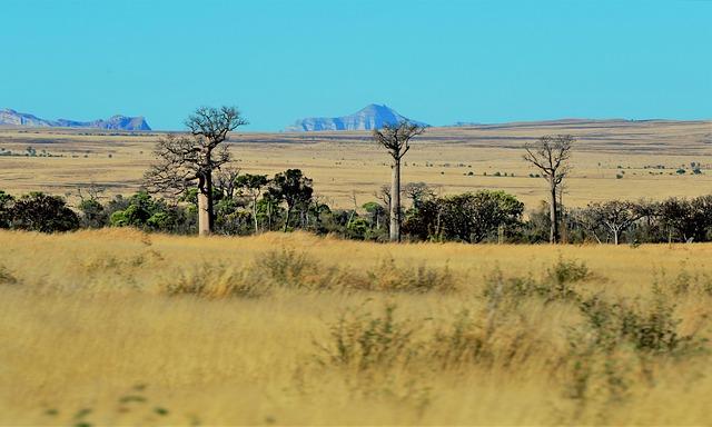 The rise of baobab trees in Madagascar – Nature.com