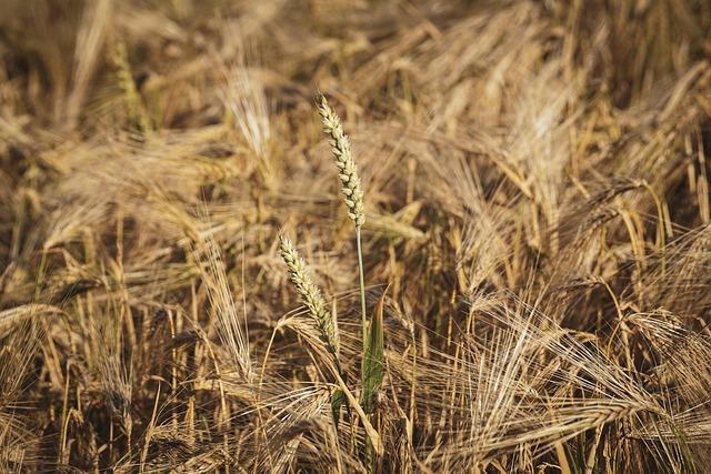 Strengthening Agricultural Resilience in Lesotho Through IFAD's Support