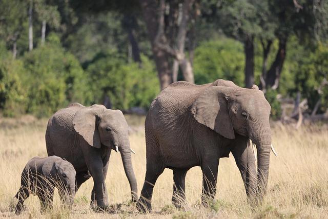 Sustainable Tourism and the Maasai Experience