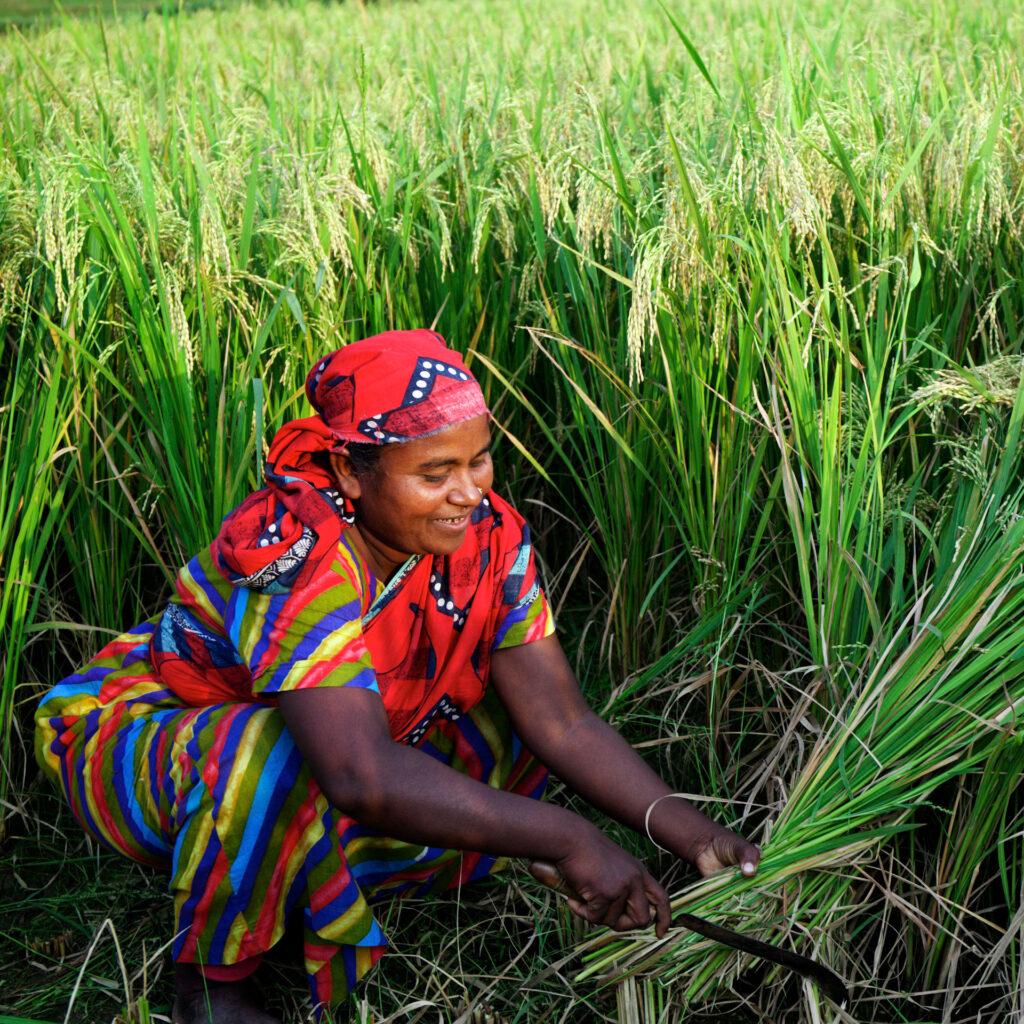 Empowering Farmers Through​ Education and Training Initiatives