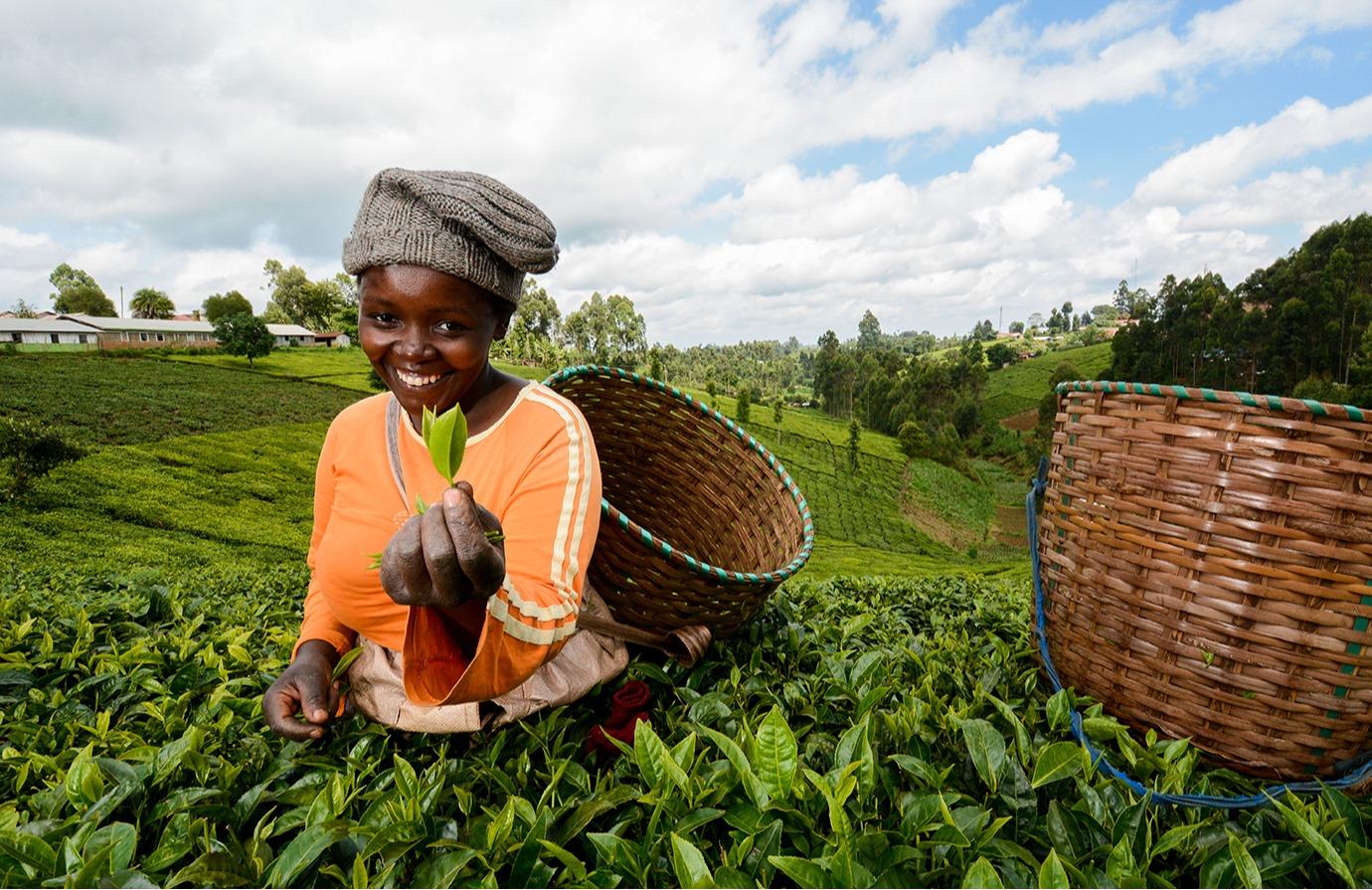 Innovative Solutions for⁤ Sustainable Agriculture Amidst⁢ Extreme Heat