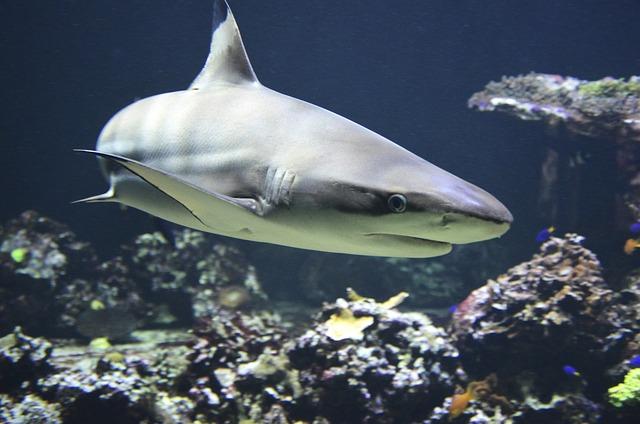 The Anatomy of Shark Attacks: Understanding the Risks Facing Anglers