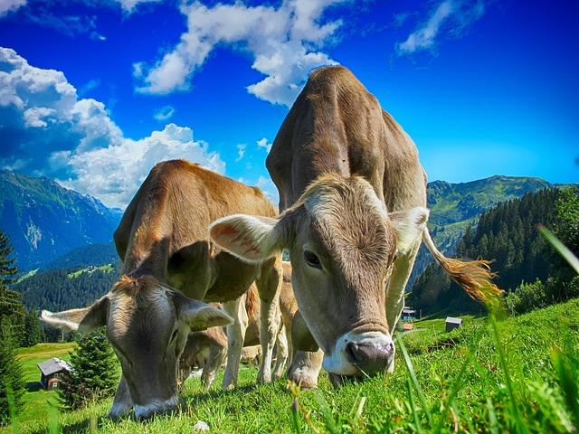 Revolutionizing livestock farming in Cameroon: the power of productive partnerships – World Bank Group