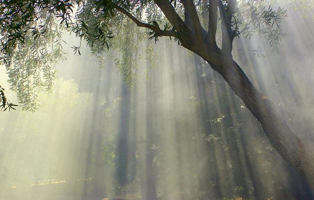 Africa’s Oldest Olive Tree Stands Strong in Tunisia – Saudi Press Agency