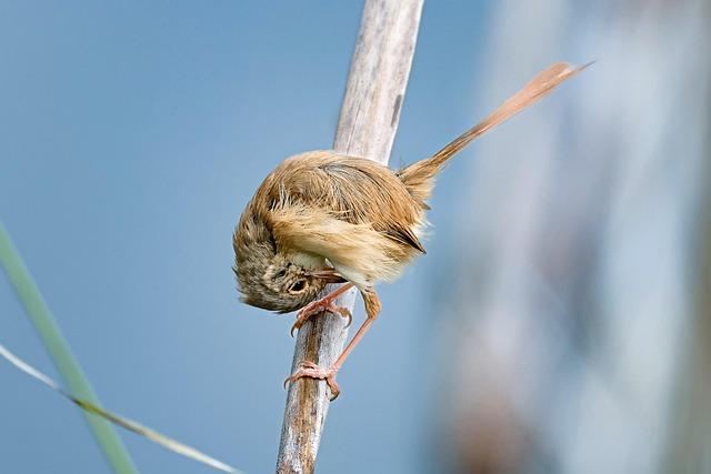 Meet the Wildlife: Unique Flora and Fauna of the Southern Hemisphere