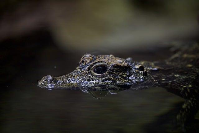 Crocodiles Roam Flooded Roads as Africa Climate Crisis Escalates – Bloomberg