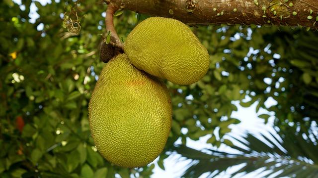 Challenges Facing the Jackfruit Industry and Solutions for Growth