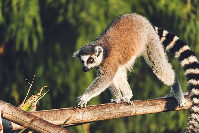Madagascar World Bank postpones $100m budget support – Africa Intelligence