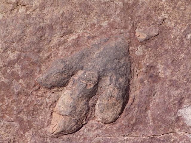 Significance of Fossil Footprints​ in Understanding Early Human⁢ Evolution