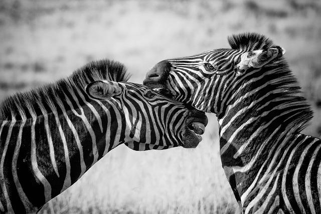 Wild Africa urges investment to protect Nigeria’s species – EnviroNews Nigeria