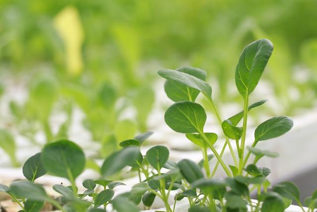 The ​Benefits ‍of ‌Aeroponics ⁢for ⁢Sustainable Farming