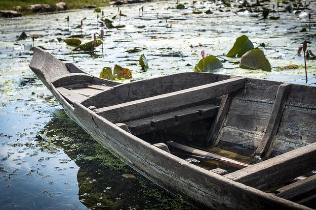 strategies for Monitoring and Managing Plankton Blooms