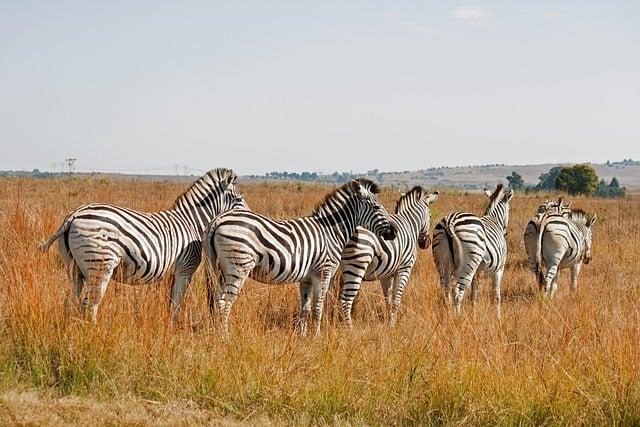 Top Wildlife Spots for a Memorable Safari Experience