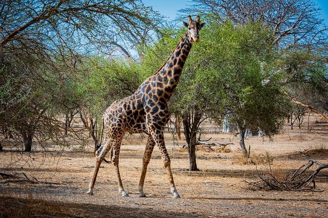 Senegal hosts African Lion 2024 distinguished visitor day [Image 2 of 11] - DVIDS