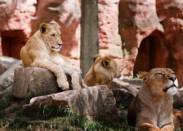 Challenges Faced by the Kenya Lionesses on Their path to Success