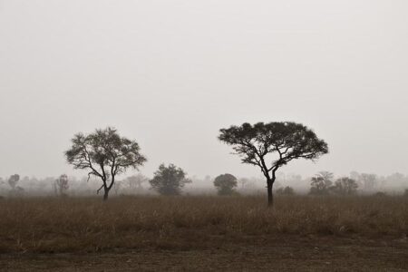 Benin Unveils Ambitious Climate Action Framework at COP29 to Drive Green Transition and Sustainable Development – African Development Bank